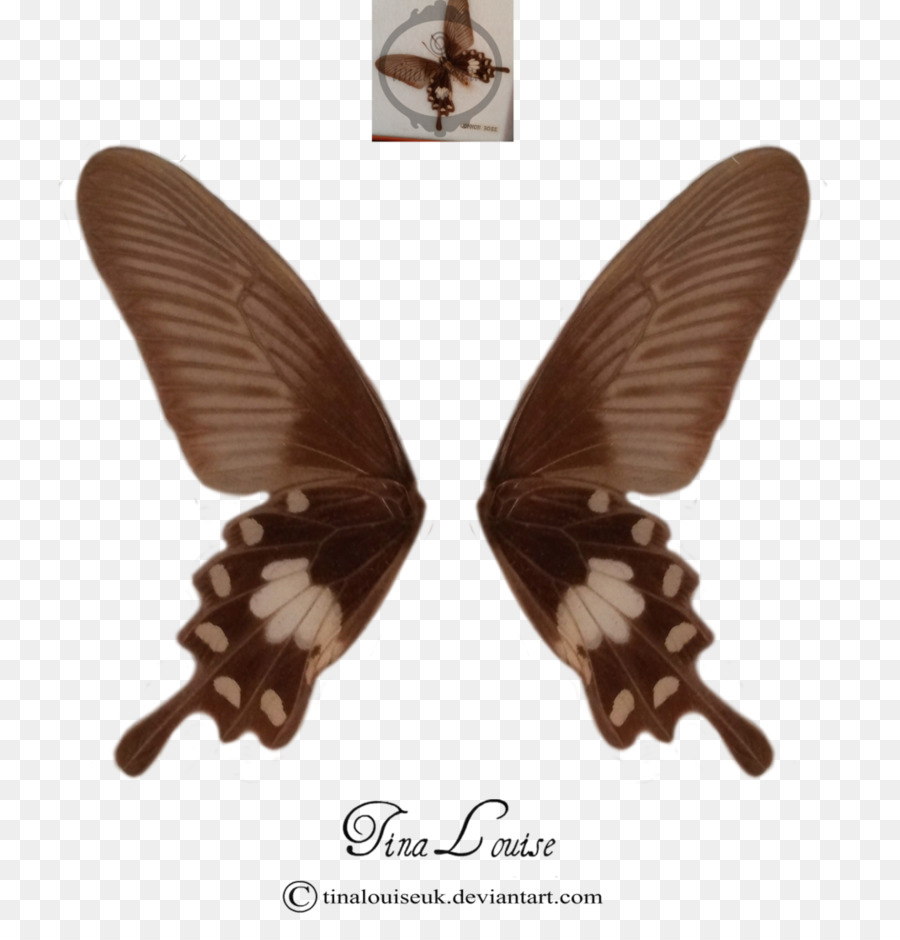 Papillon，Les Insectes PNG