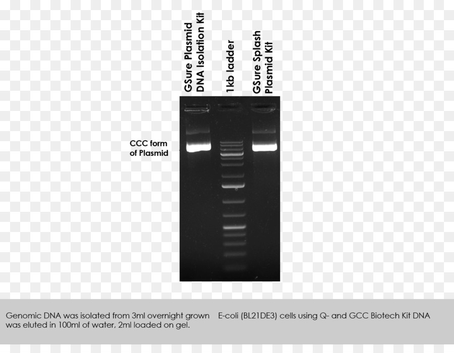 Le Plasmide，La Préparation De Plasmide PNG