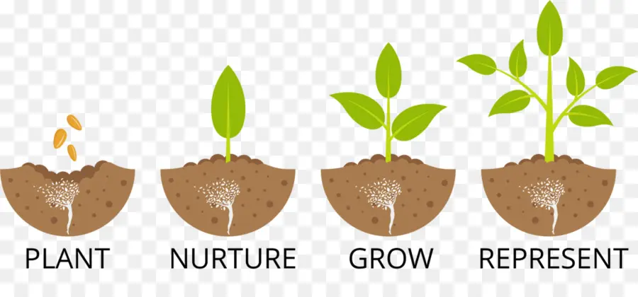 Stades De Croissance Des Plantes，Semis PNG