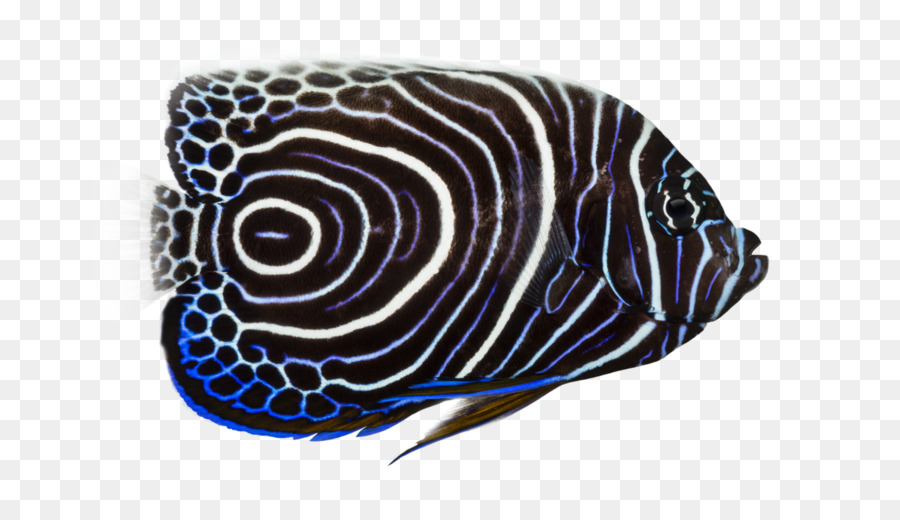 Les Poissons，L Empereur Des Poissons Anges PNG