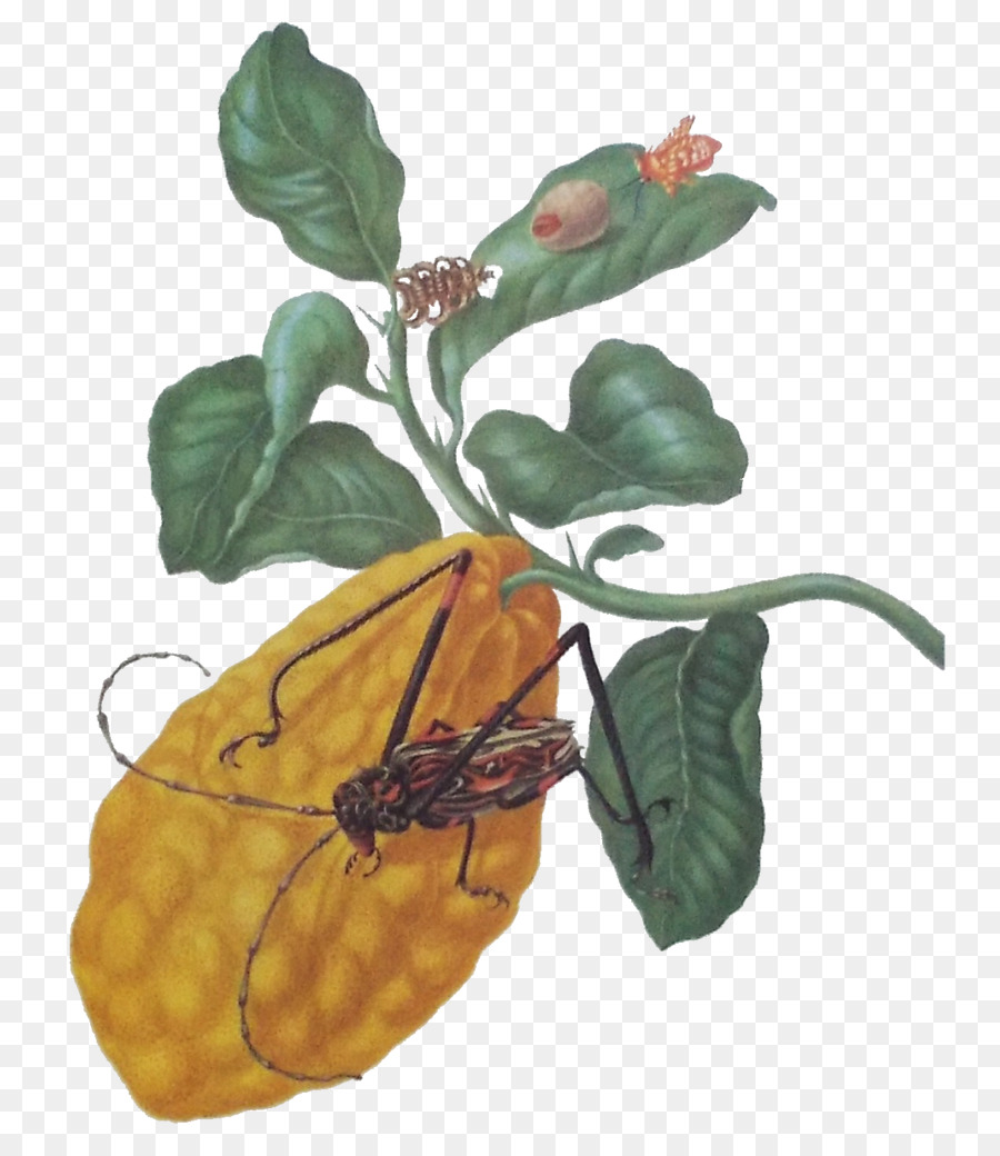 Insecte Sur Plante，Insecte PNG