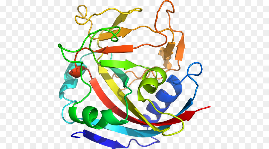 Structure Des Protéines，Biologie PNG