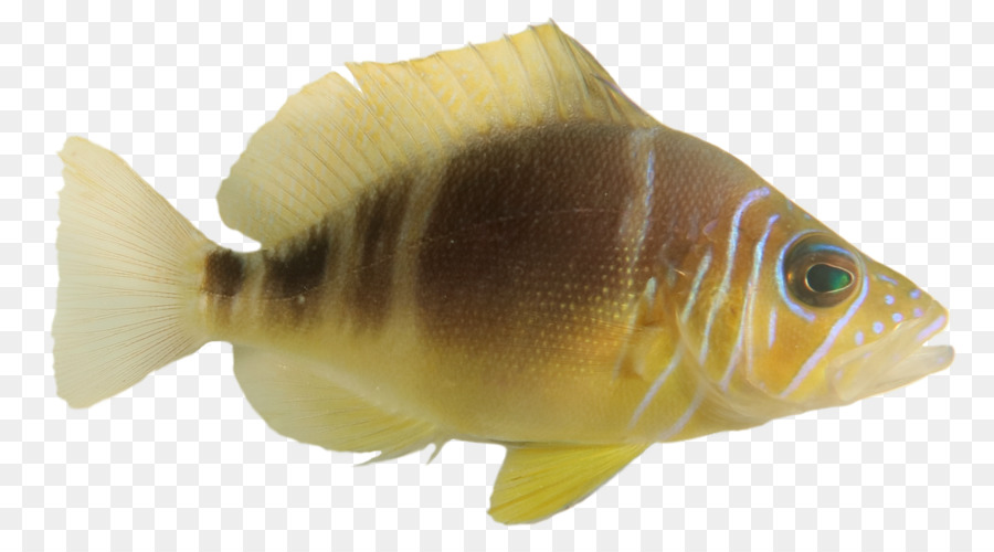 Poisson Jaune，Mer PNG