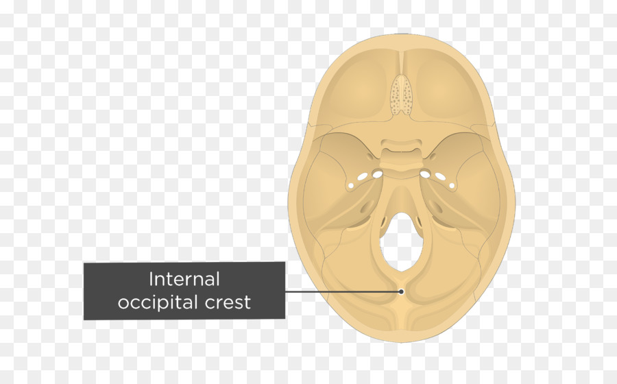 Os Occipital，Protubérance Occipitale Interne PNG