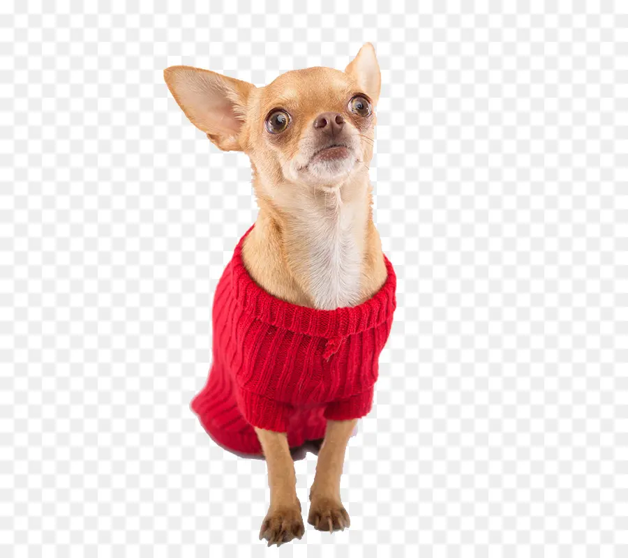 Chihuahua，Chien PNG