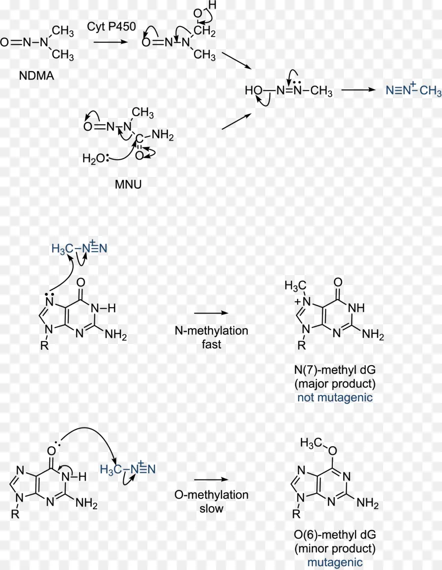 La Guanine，La Cytosine PNG