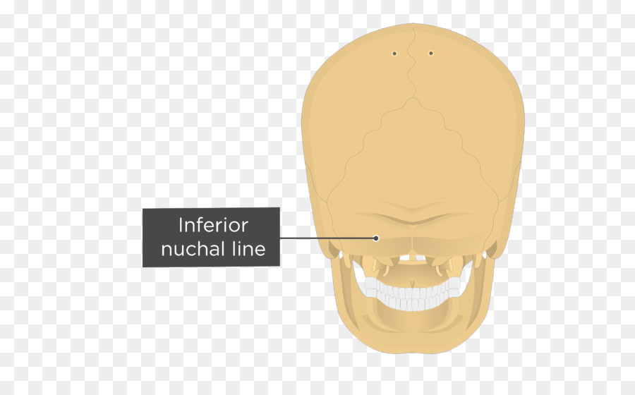 Lignes Nucales，Os Occipital PNG