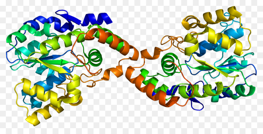 Structure Des Protéines，Molécule PNG