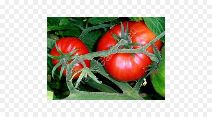 Marmande，Tomate PNG