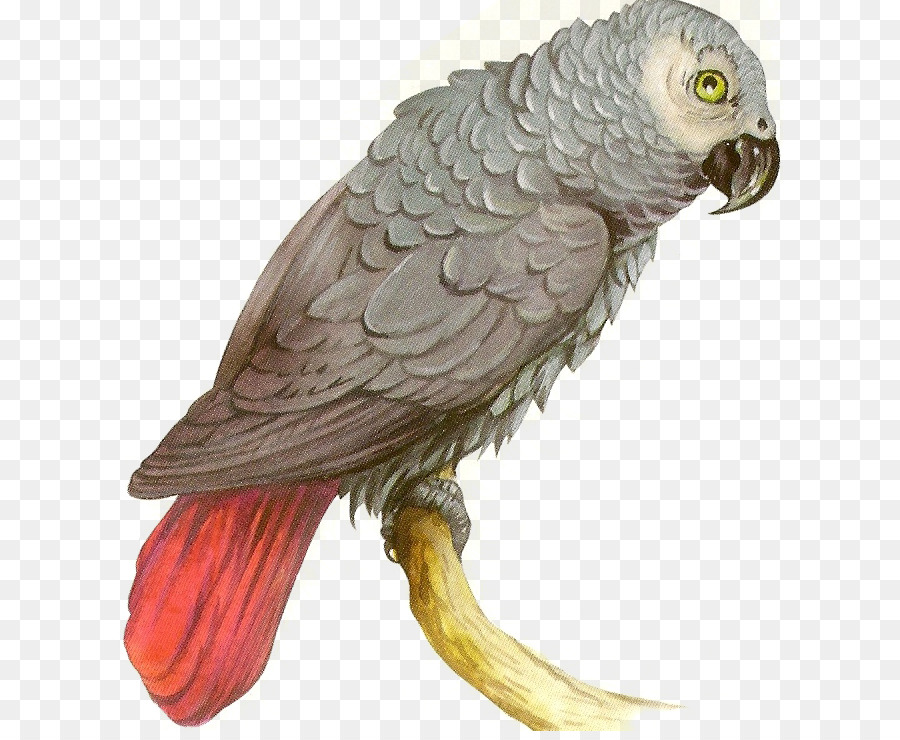 Ara，Oiseau PNG