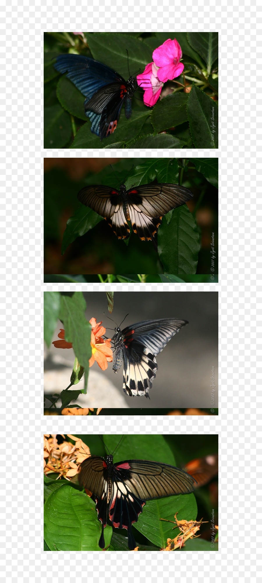 Papillon，Musée De La Nature Peggy Notebaert PNG