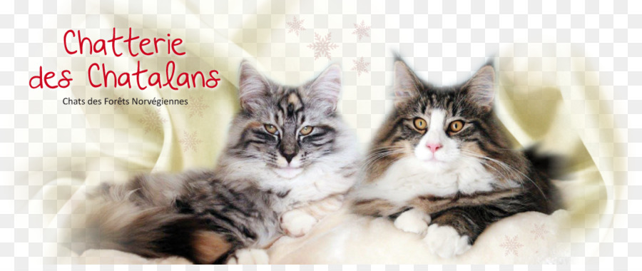 Chats，Animaux De Compagnie PNG