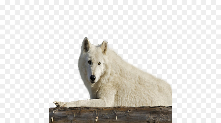 La Toundra De L Alaska Loup，La Faune PNG