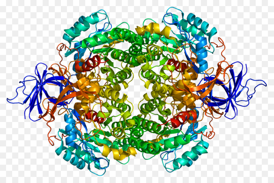 Structure Des Protéines，Biologie PNG