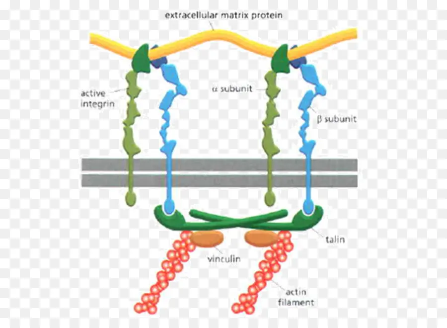 Structure De L'intégrine，Biologie PNG
