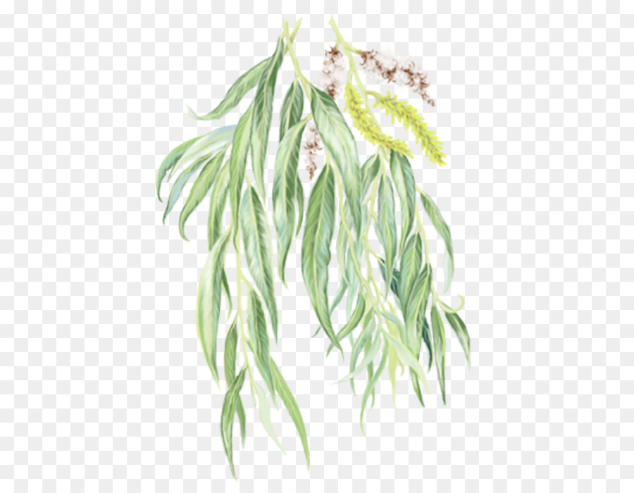 Branche De Saule，Feuilles PNG