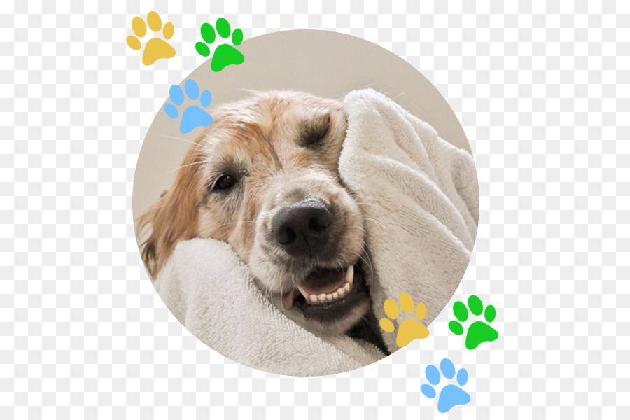 Chien，Serviette PNG