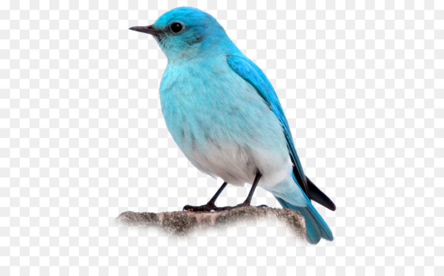 Oiseau Bleu，Plumes PNG