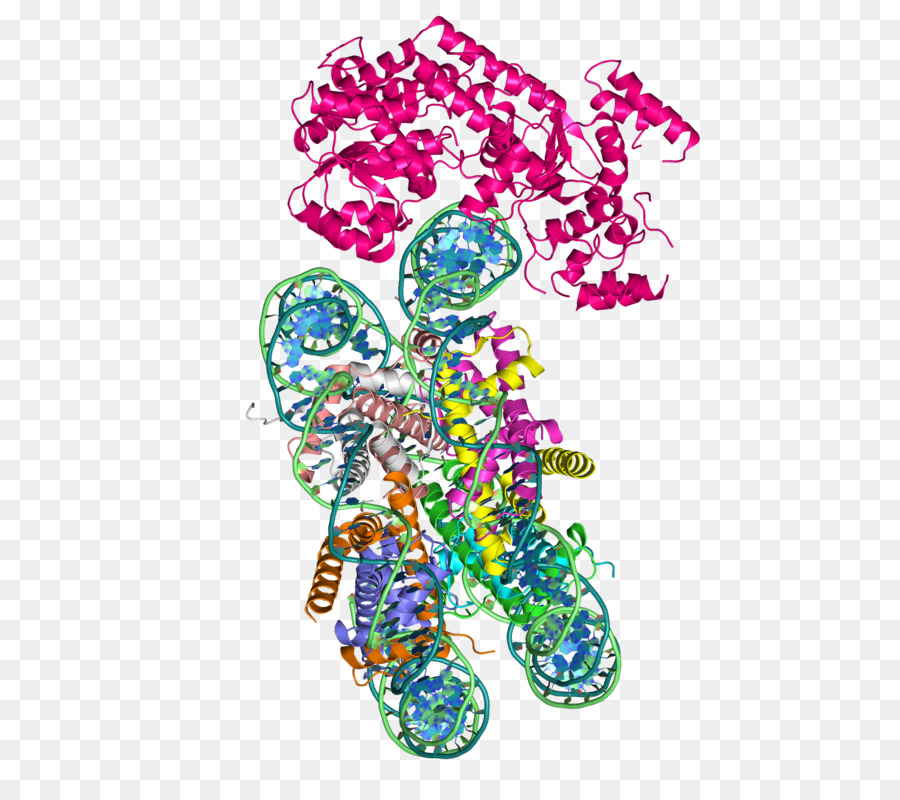 Structure Des Protéines，Molécule PNG