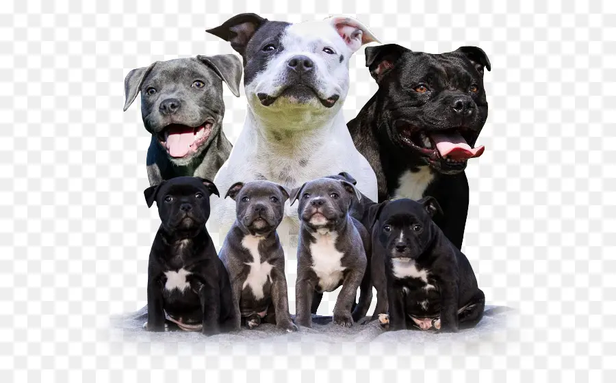 Chiots，Chiens PNG