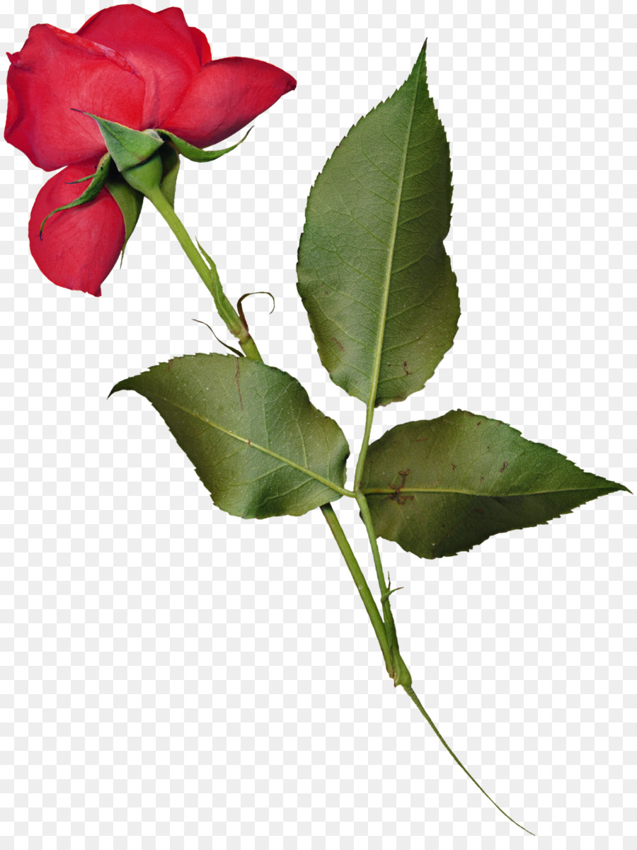 Rose Rouge，Fleur PNG