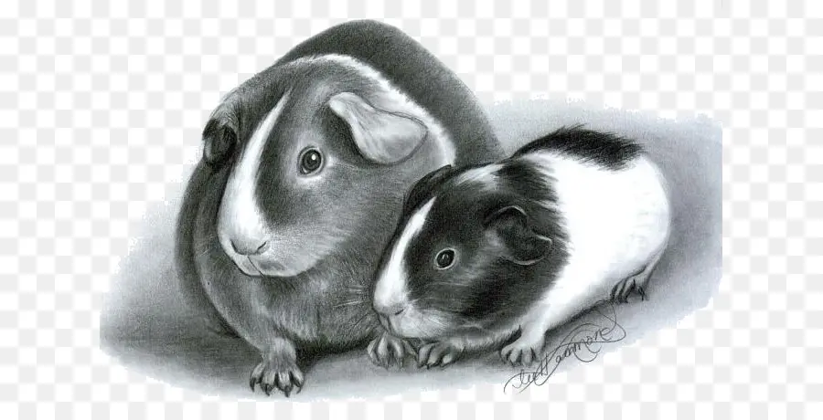 Cochons D'inde，Animaux De Compagnie PNG