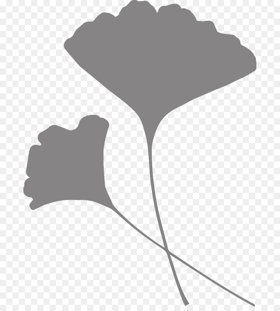 Contour De Feuille De Ginkgo，Noir PNG