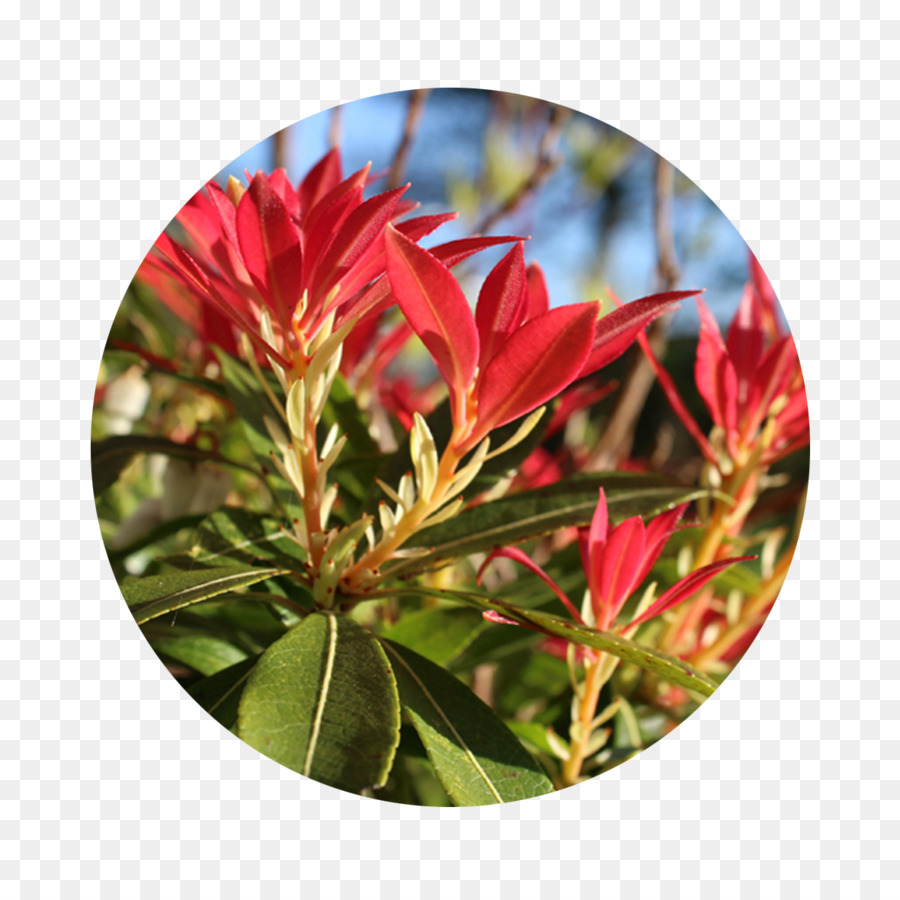 Fleurs Rouges，Plantes PNG