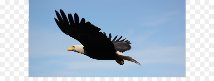 Le Pygargue à Tête Blanche，Hawk PNG