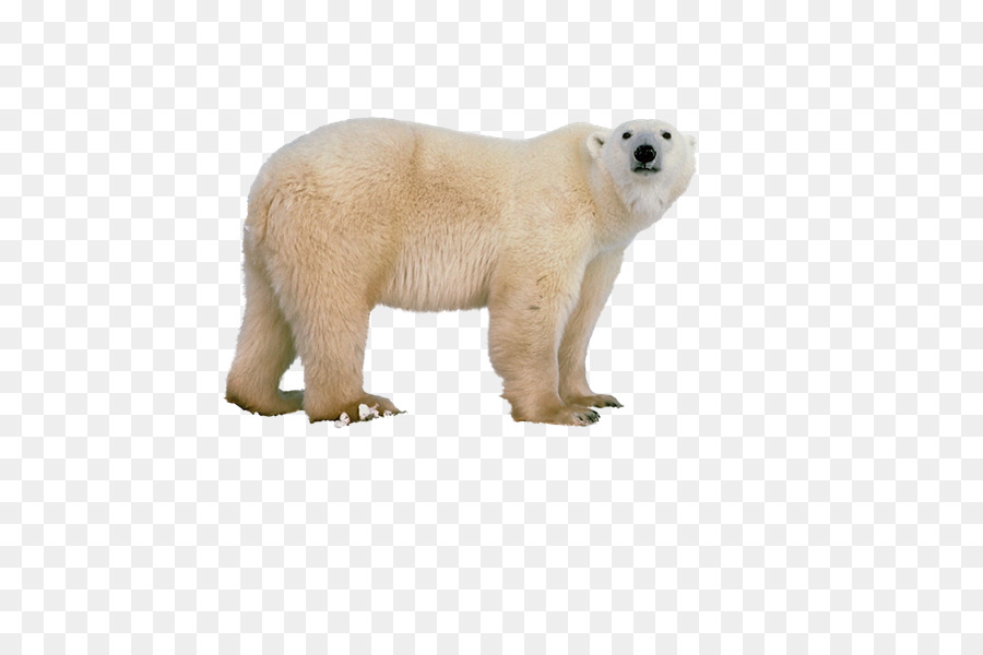 Ours Blanc，Blanc PNG