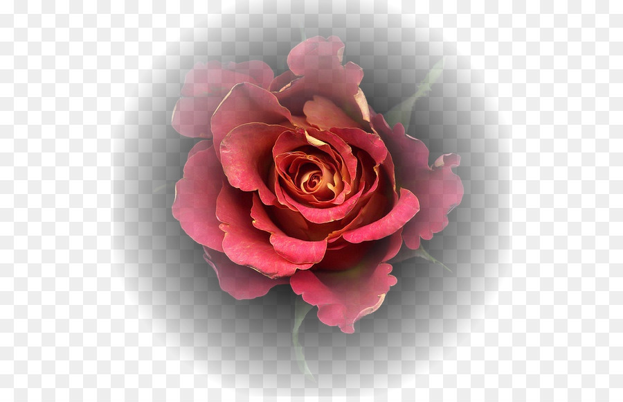 Les Roses De Jardin，Fleur PNG