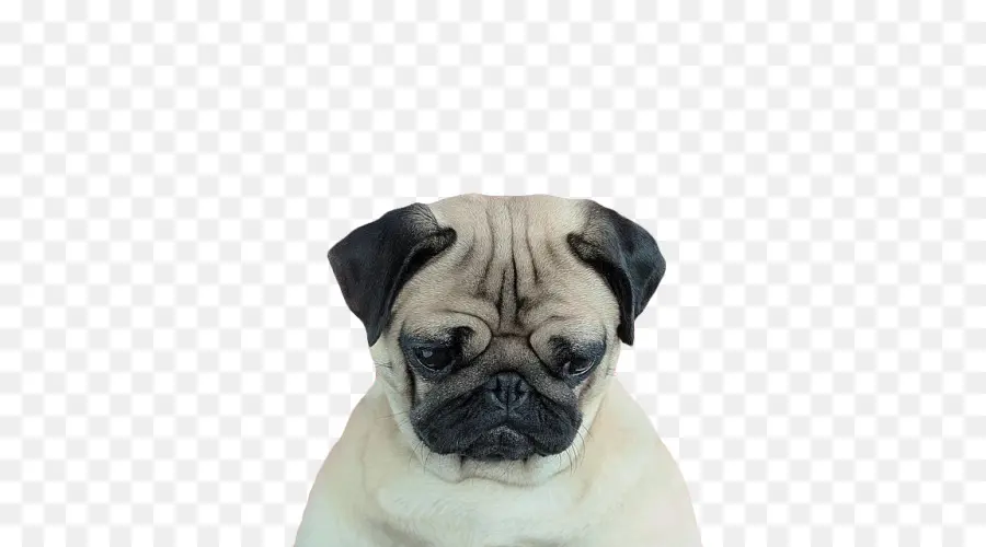 Chien Carlin，Animal De Compagnie PNG