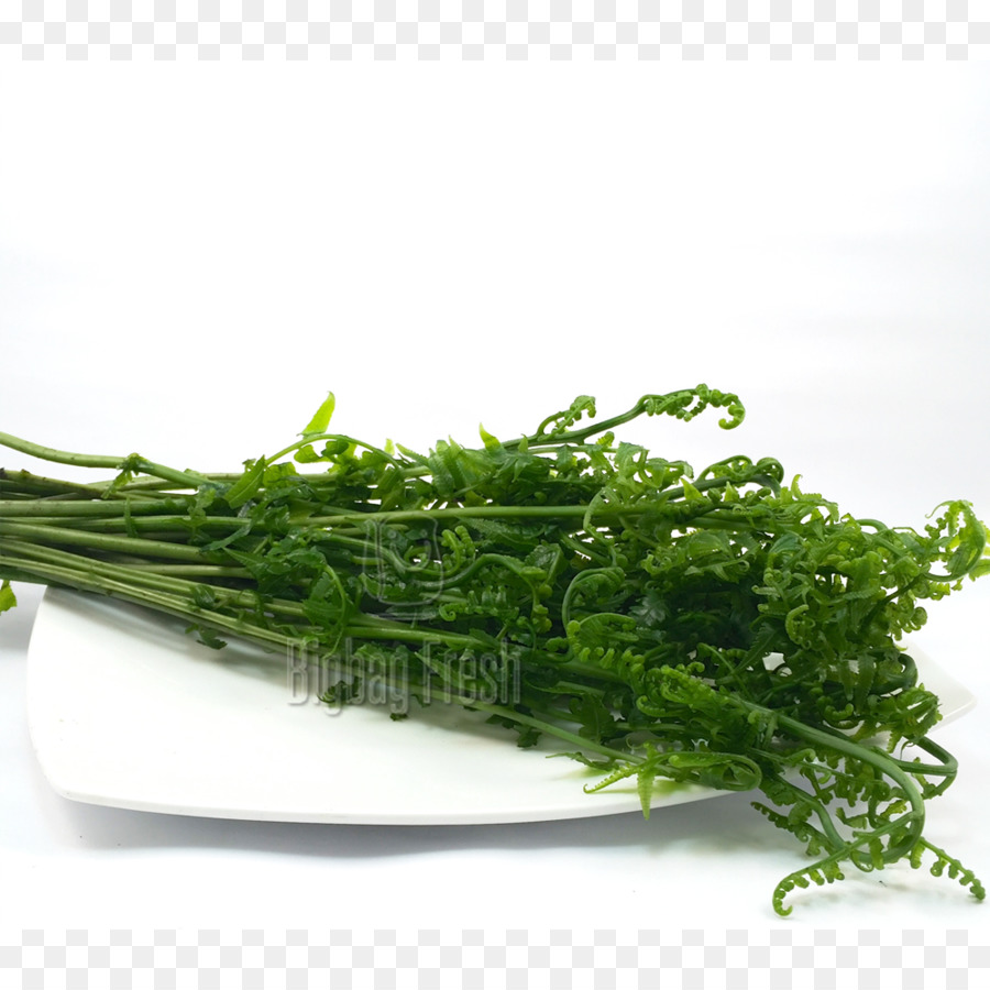 Herbe，Diplazium Esculentum PNG