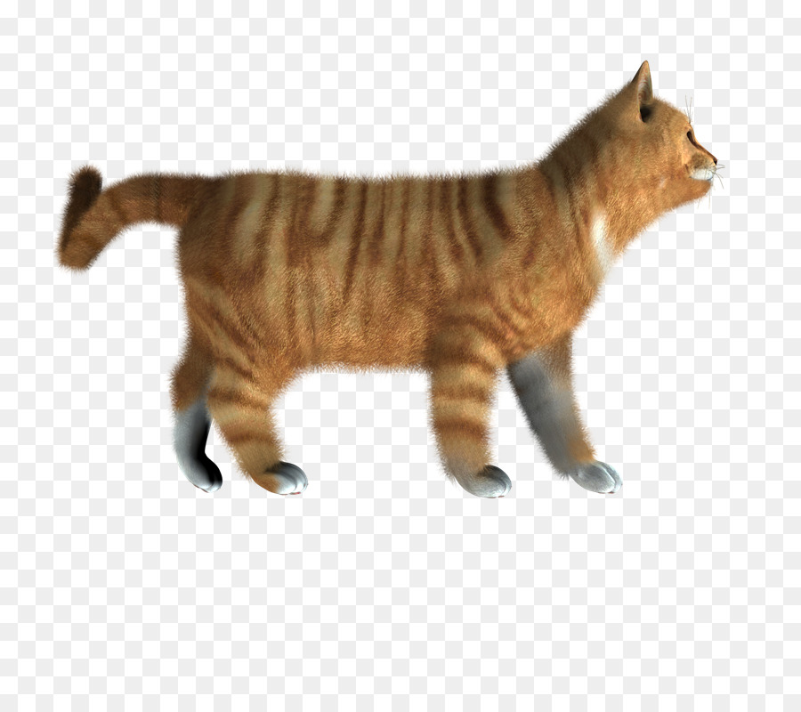 Chat Qui Marche，Gris PNG