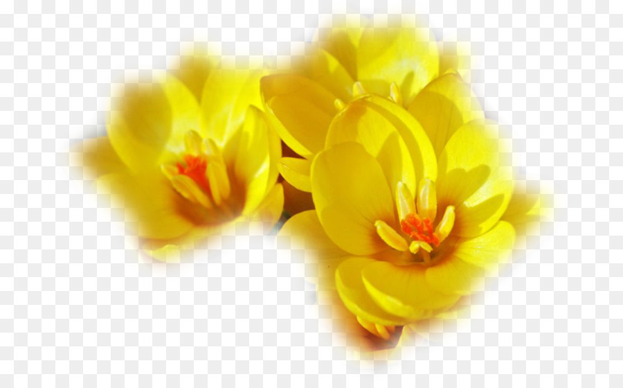 Fleurs Jaunes，Fleurir PNG