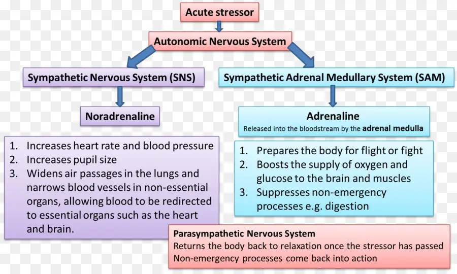 Système Nerveux Autonome，Stresser PNG