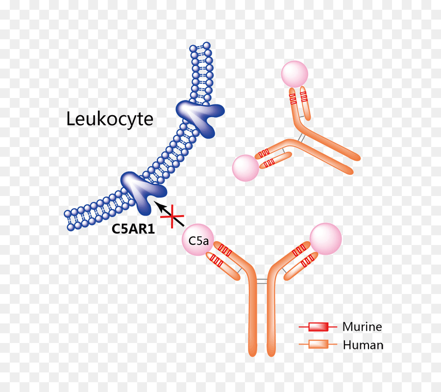 Récepteur Cellulaire，Anticorps PNG