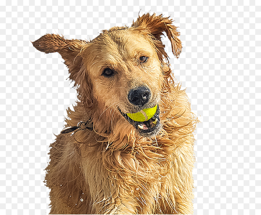 Golden Retriever，Terrier Irlandais PNG