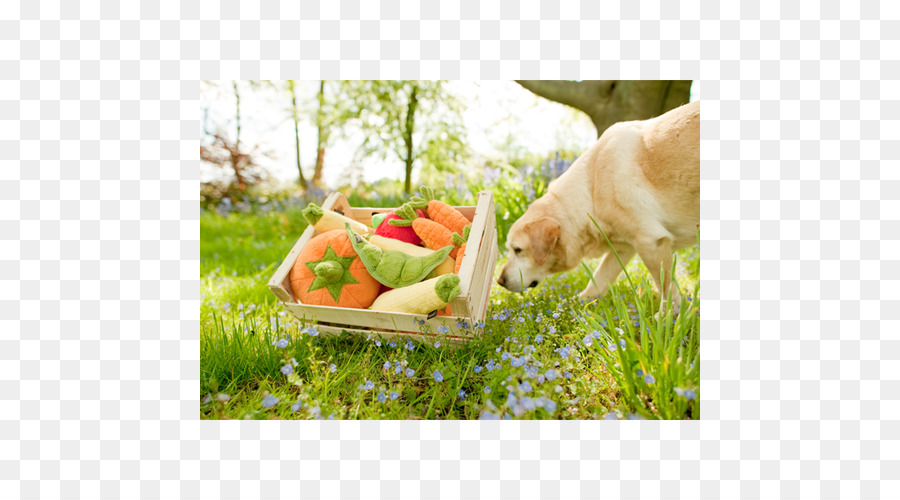 De La Santé，Race De Chien PNG