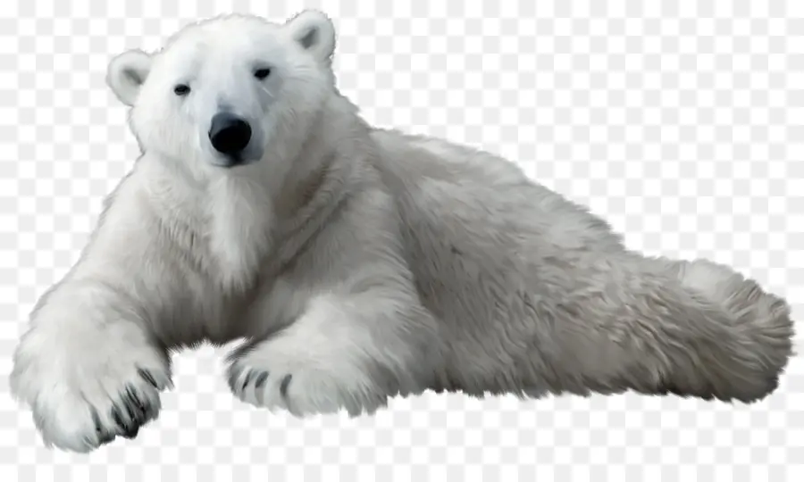 Ours Blanc，Arctique PNG