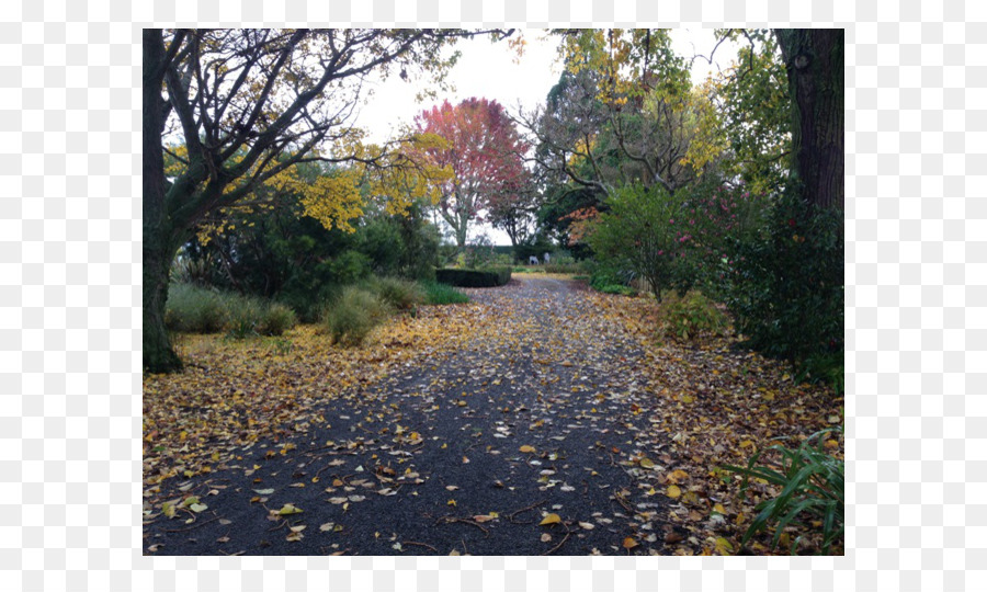 Chemin D'automne，Feuilles PNG