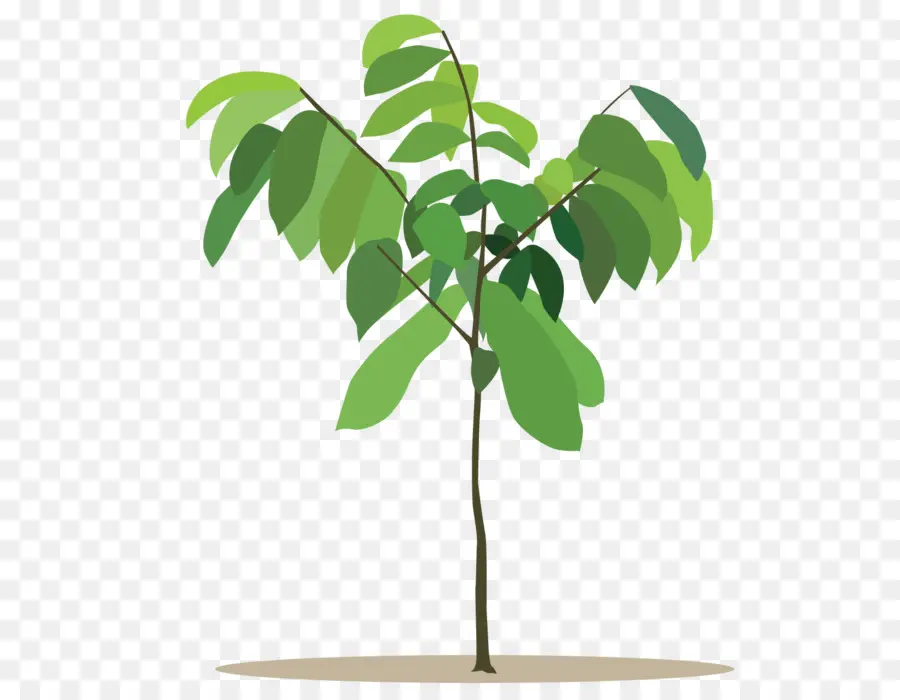 Jeune Arbre，Usine PNG