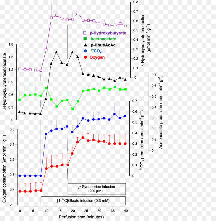 La Synéphrine，La Lipolyse PNG