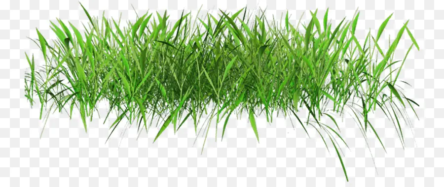 Herbe，Vert PNG