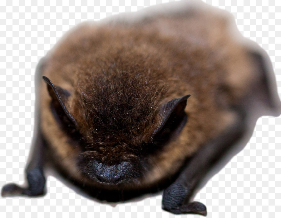 Chauve Souris，Nuisance De Gestion De La Faune PNG