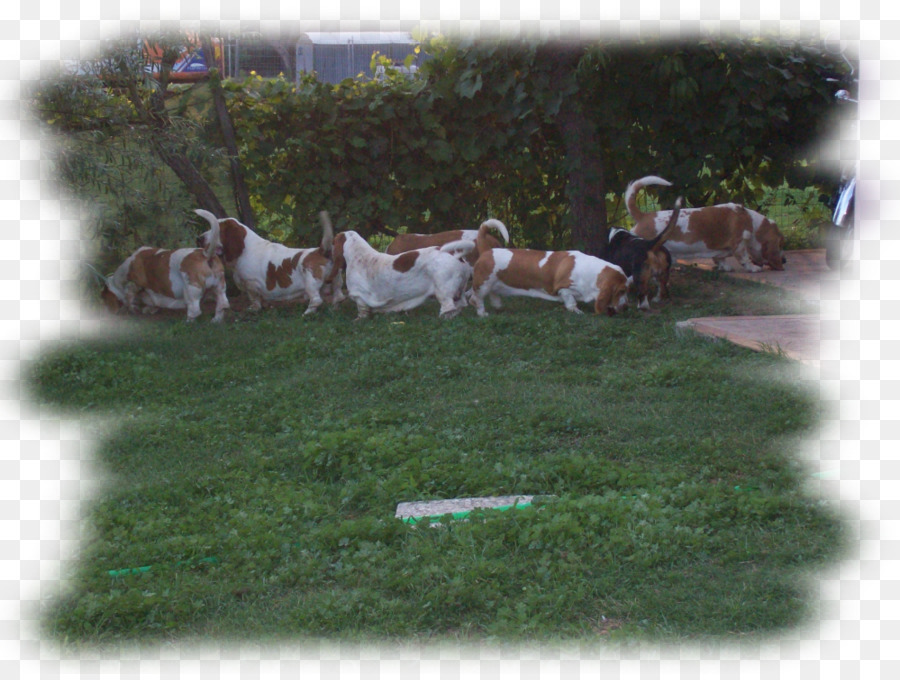 Race De Chien，Beagle PNG