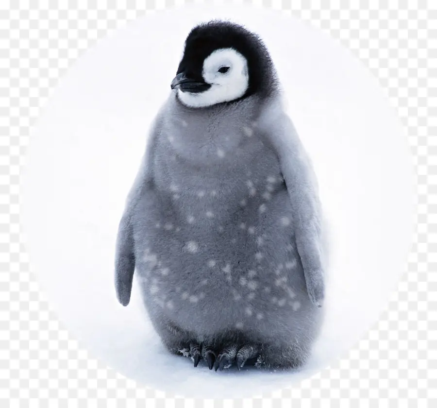Pingouin，Bébé Pingouins PNG