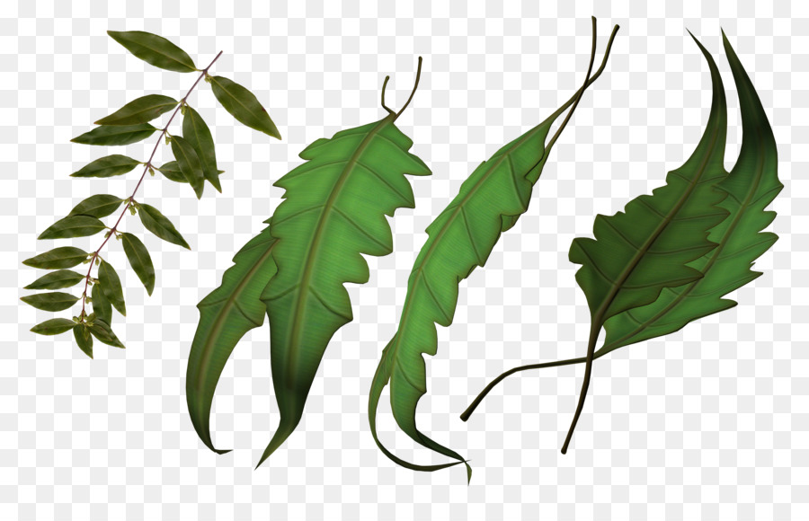 Feuille，Tige De La Plante PNG