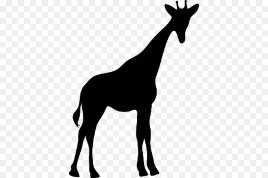 Silhouette De Girafe Noire，Faune PNG