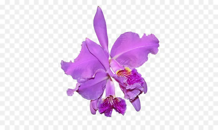 Orchidée Violette，Floraison PNG